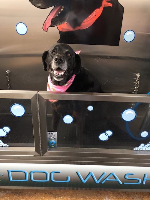 Great Happy K9 Self Serve Dog Wash   Grooming in the world Don t miss out 