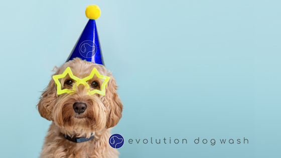 Celebrate National Pet Month with Evolution Dog Wash!