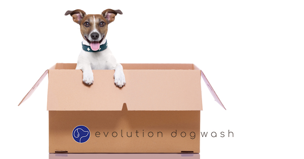 7 Tips to Make Moving Easier for Your Dog
