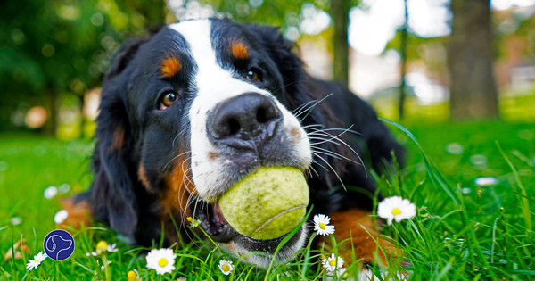 8 Outdoor Activities to Do with Your Dog
