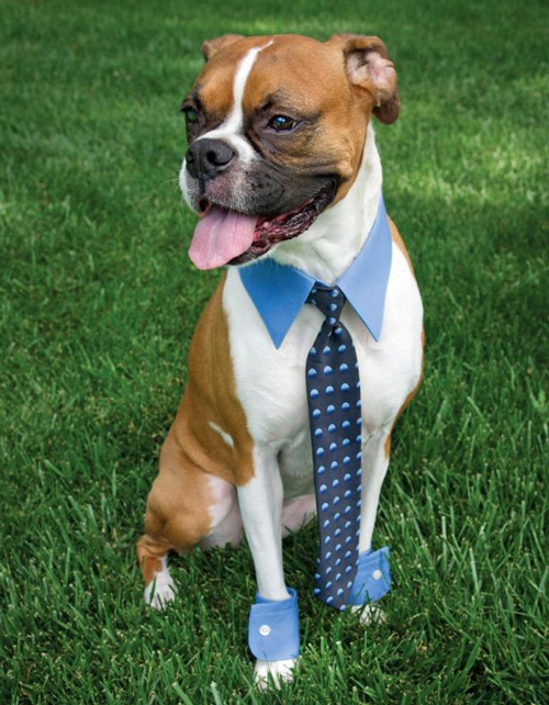 All business dog costume