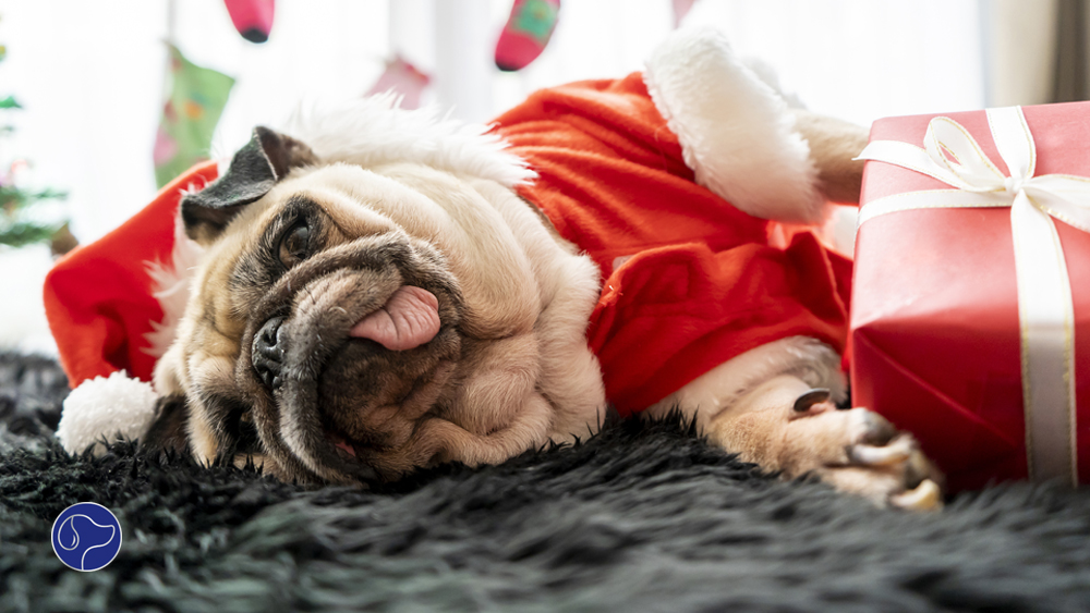 Holiday Gift Guide: Best Gifts for Dogs and Dog Lovers