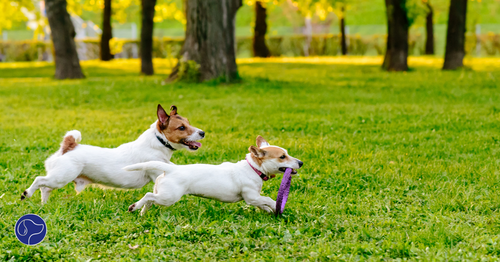How Dog Parks Add Value to Communities, Cities and Park Agencies