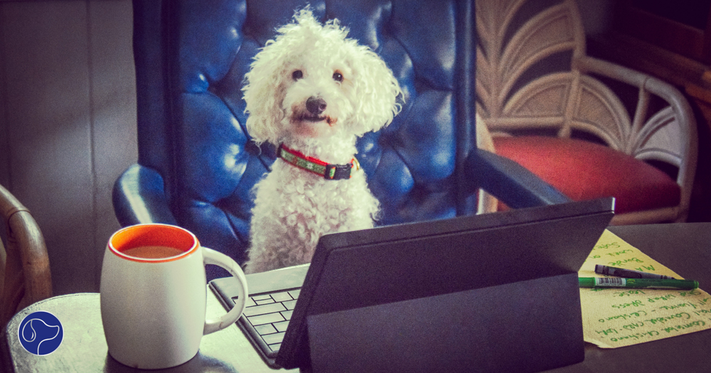 Perks of a Pet-Friendly Business and Tips for Taking Your Dog to Work