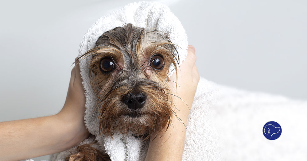 How to Launch Your Pet Wash Business