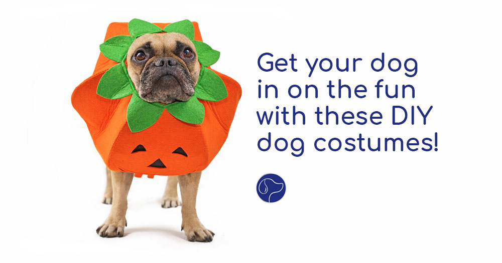 5 DIY Halloween Costumes for Your Pet