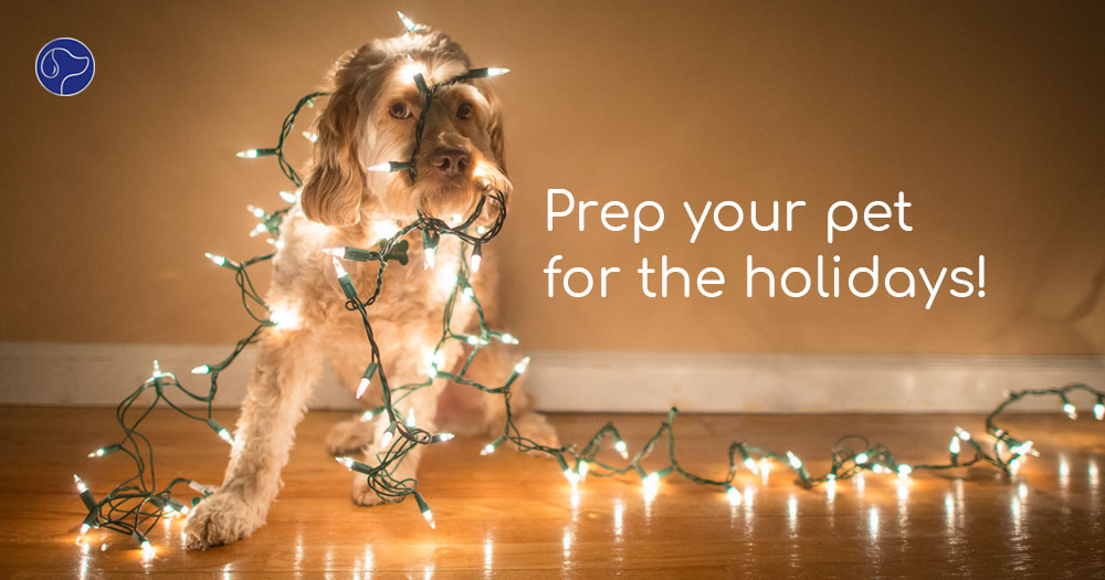6 Tips to Prepare Your Pet for the Holidays